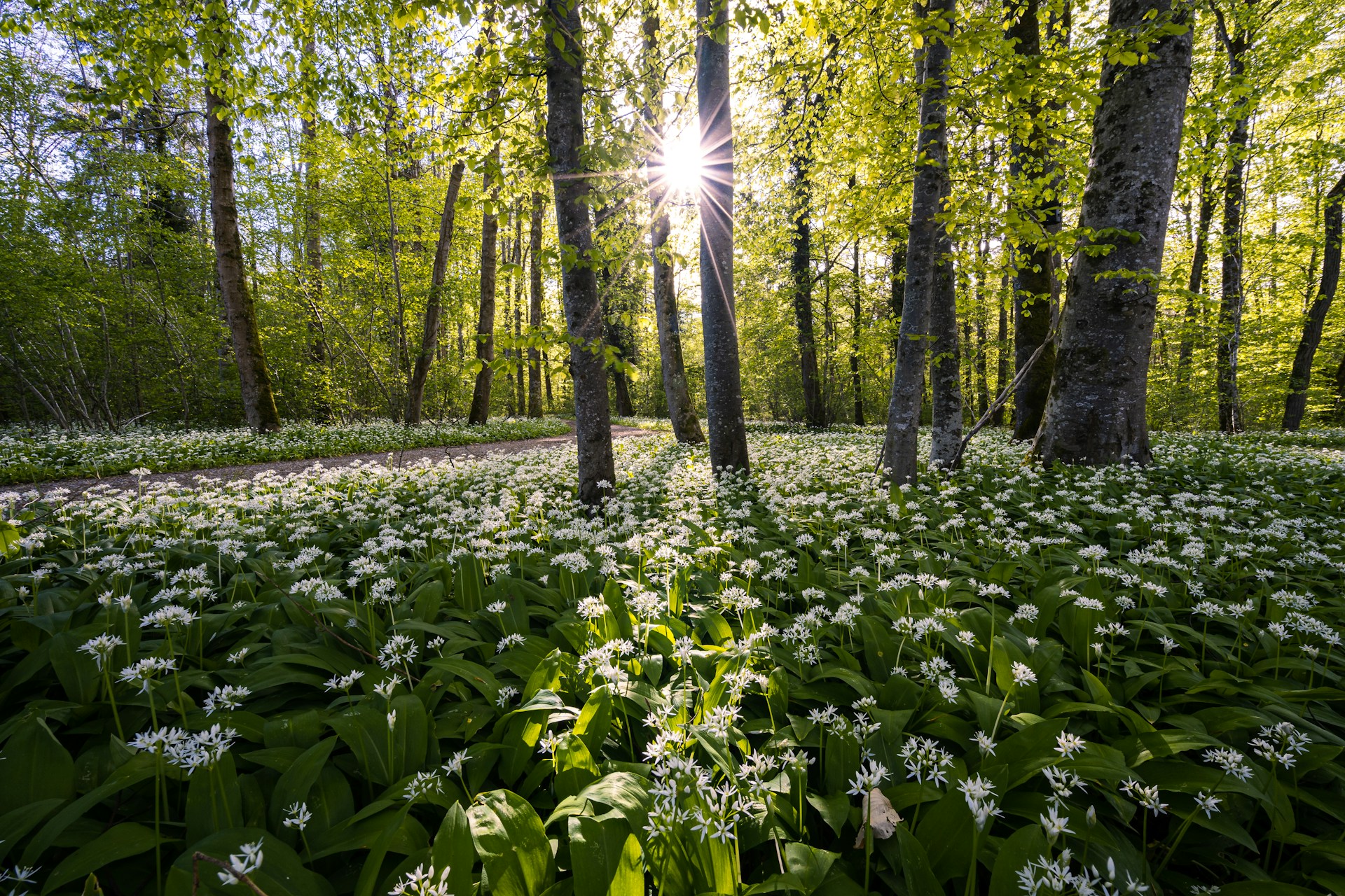 Wild Garlic