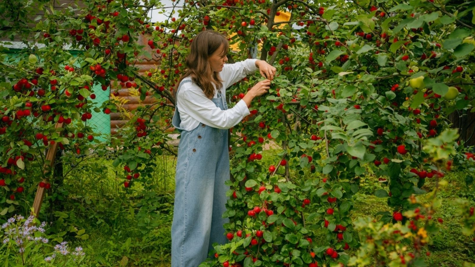 picking apples on apple tree