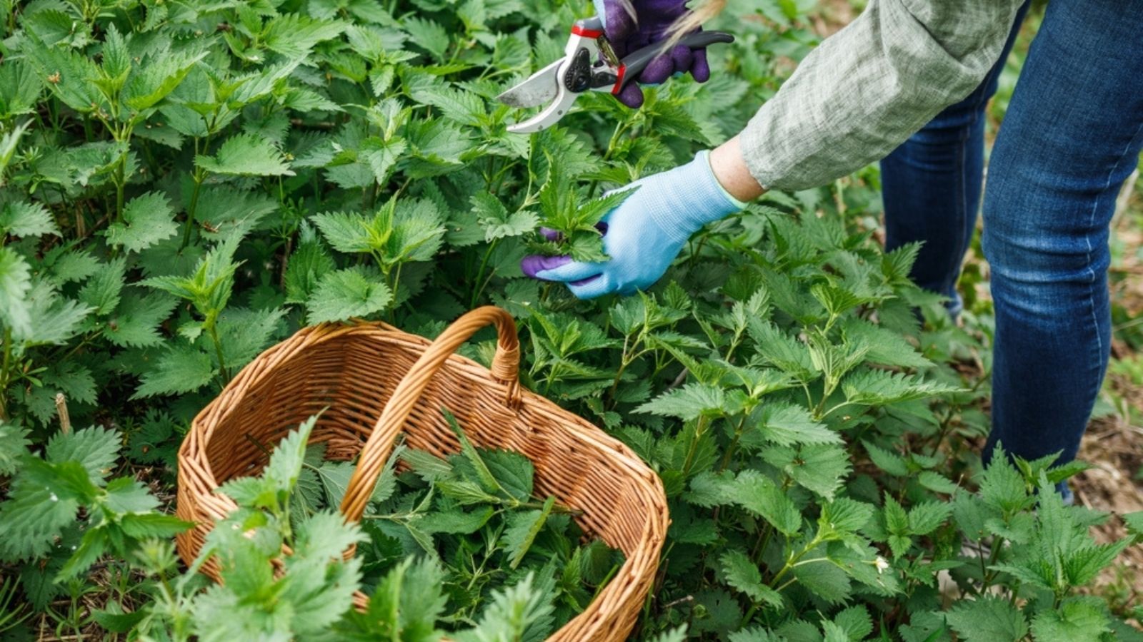picking nettles with gloves on