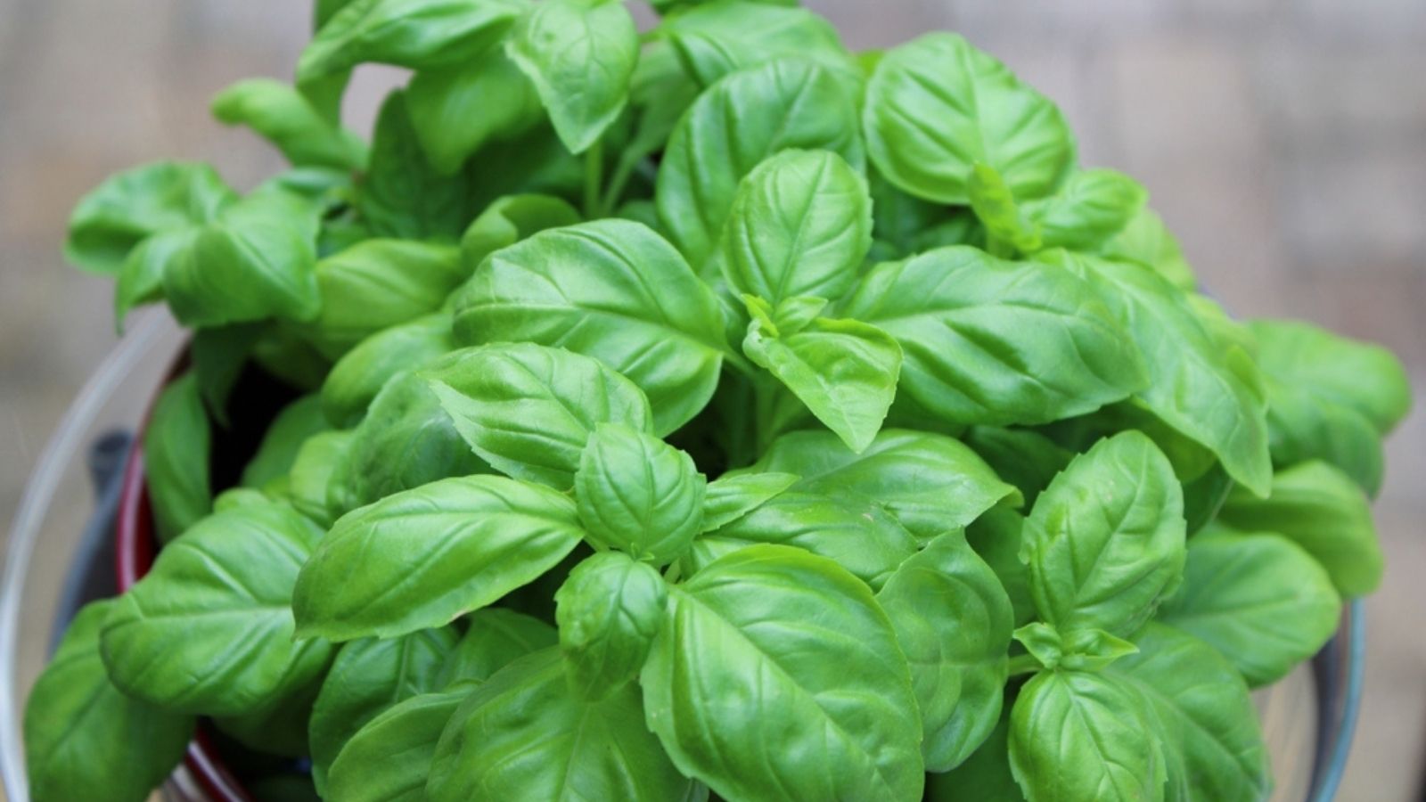 pot of basil