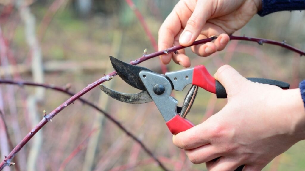 pruning black raspberry canes