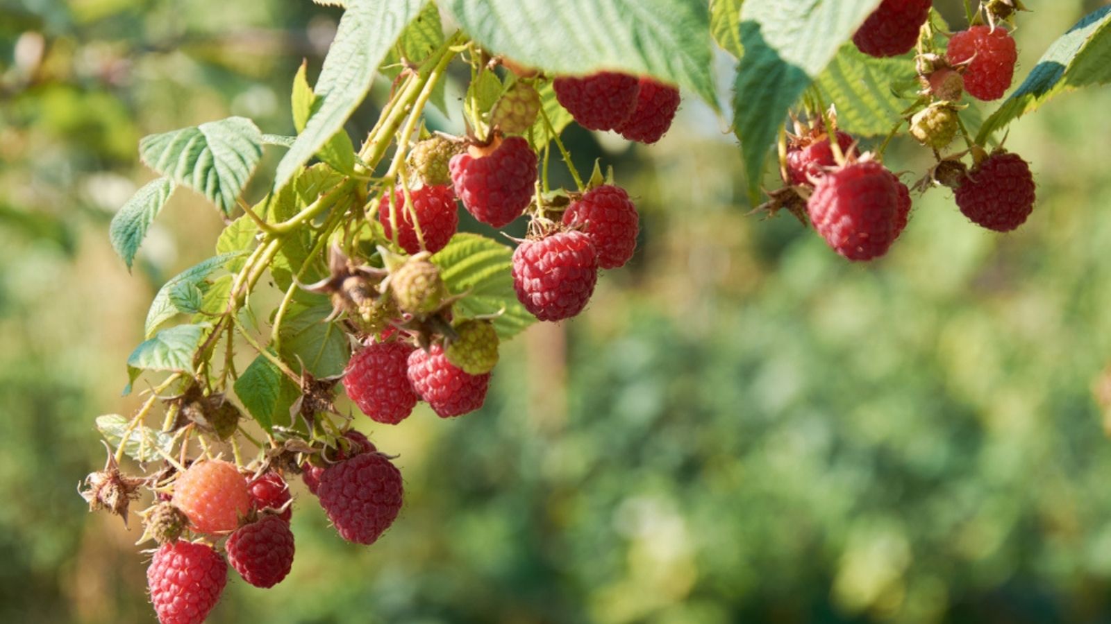 summer fruiting raspberries
