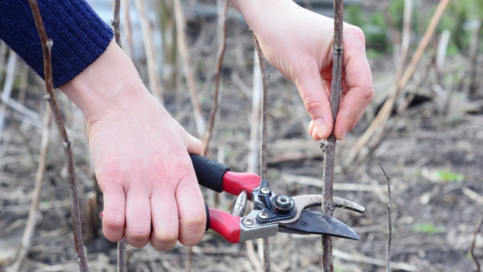 pruning raspberry canes
