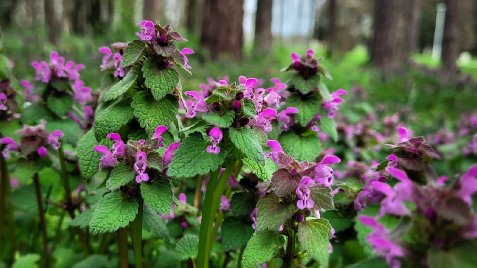 purple deadnettle