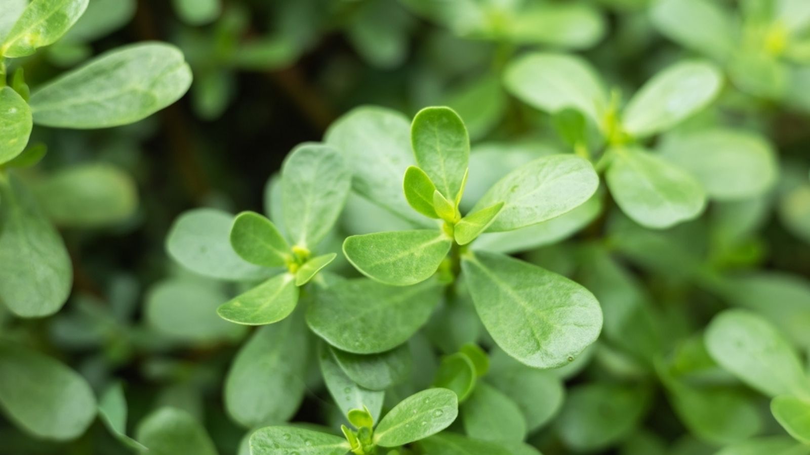 purslane