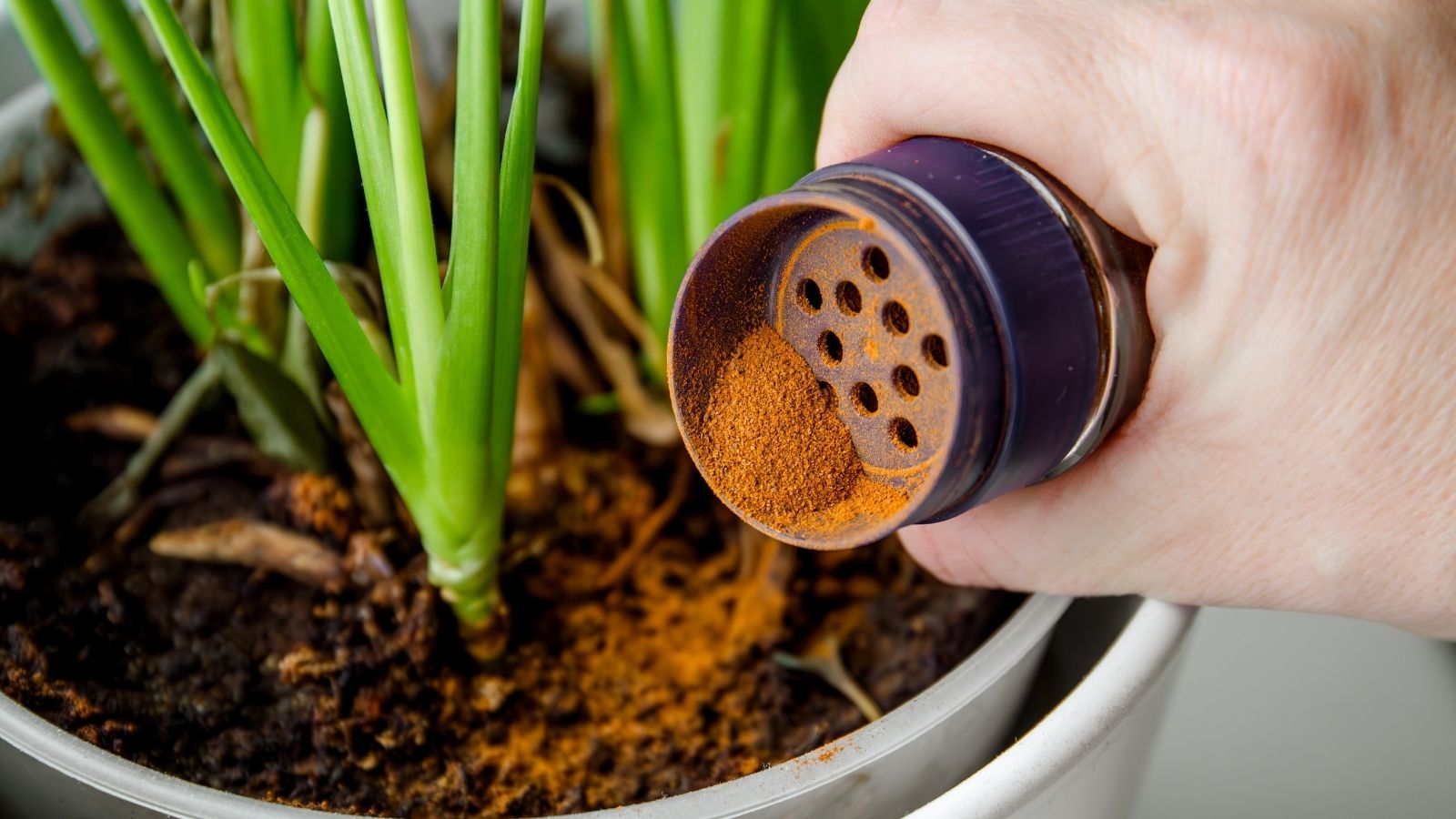 putting cinnamon round plant