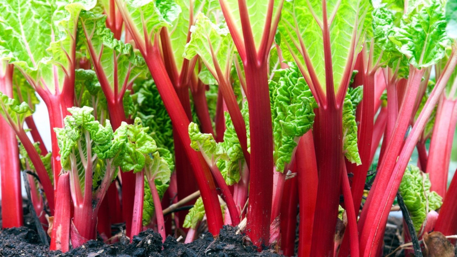 rhubarb growing