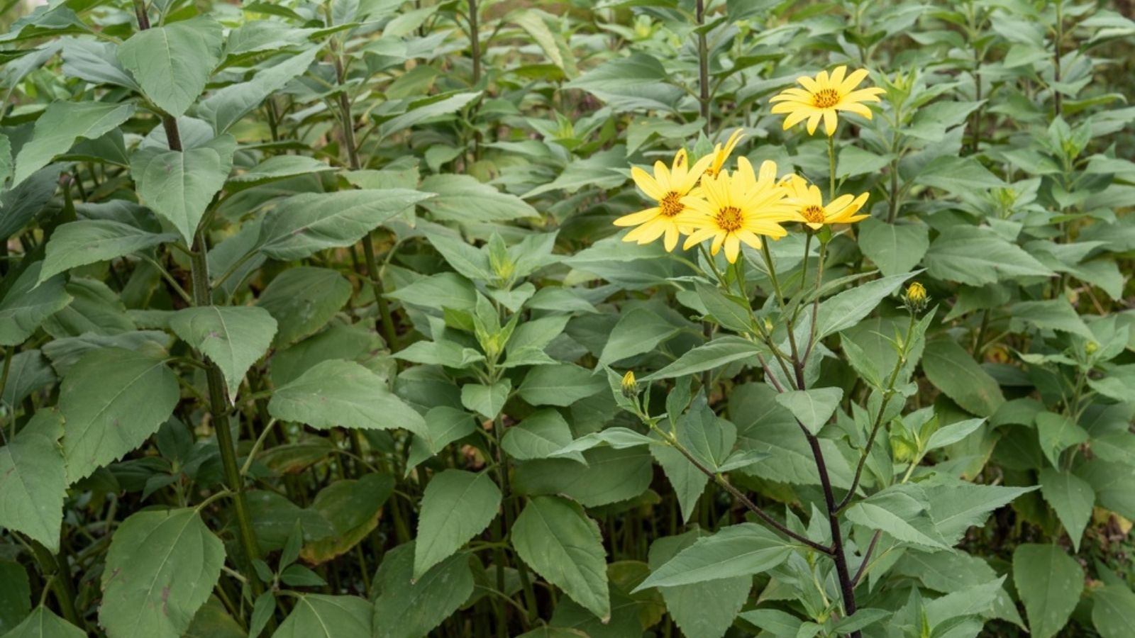 sunchoke plants