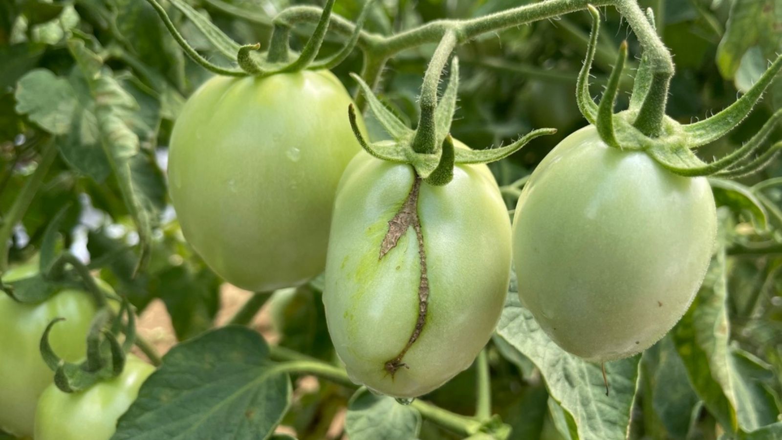 tomato thript damage
