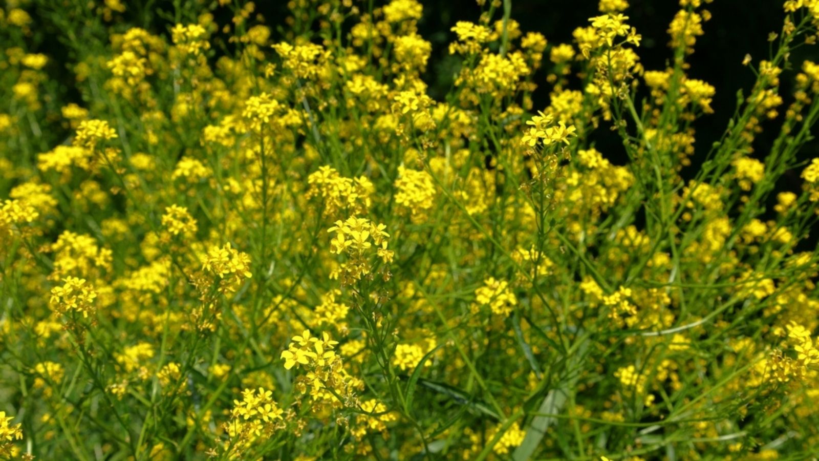 wild mustard