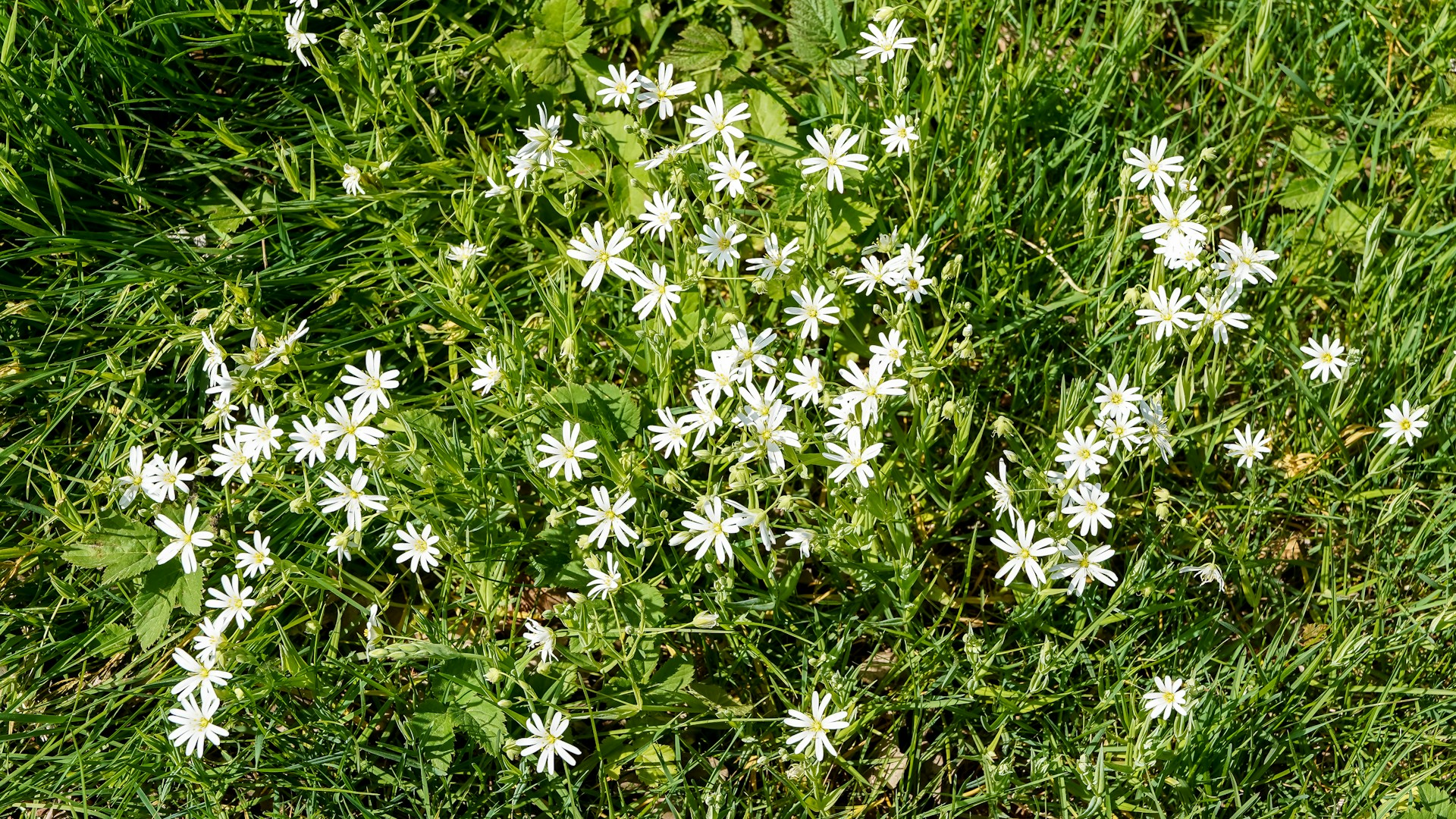 chickweed
