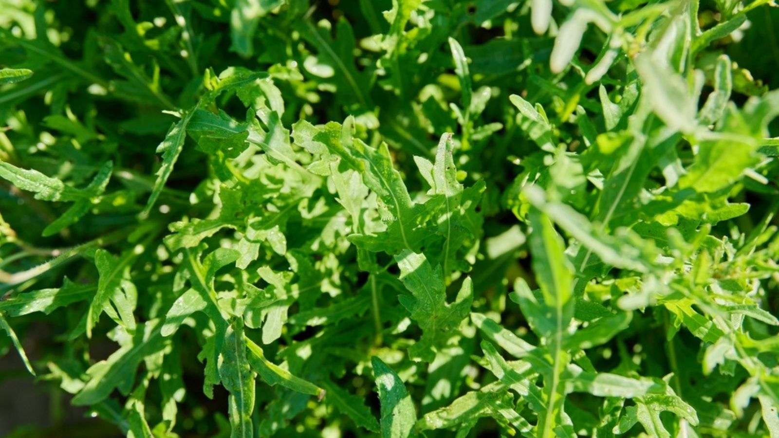 Arugula growing 