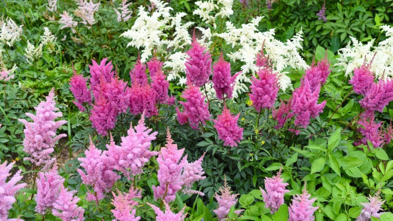 Astilbe
