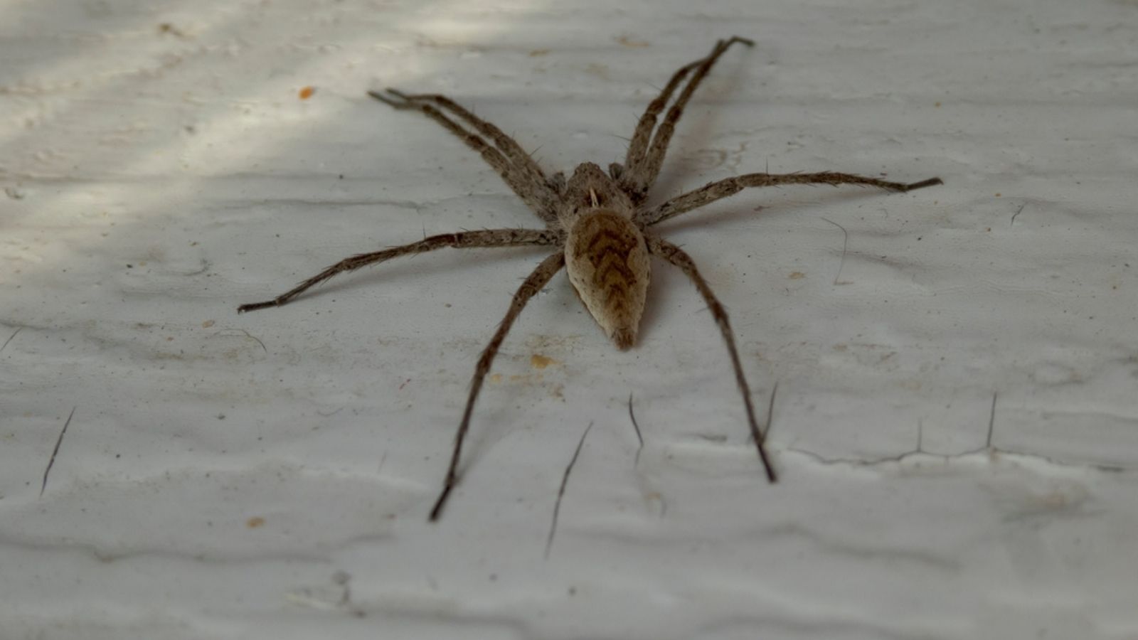 Brown Recluse Spider