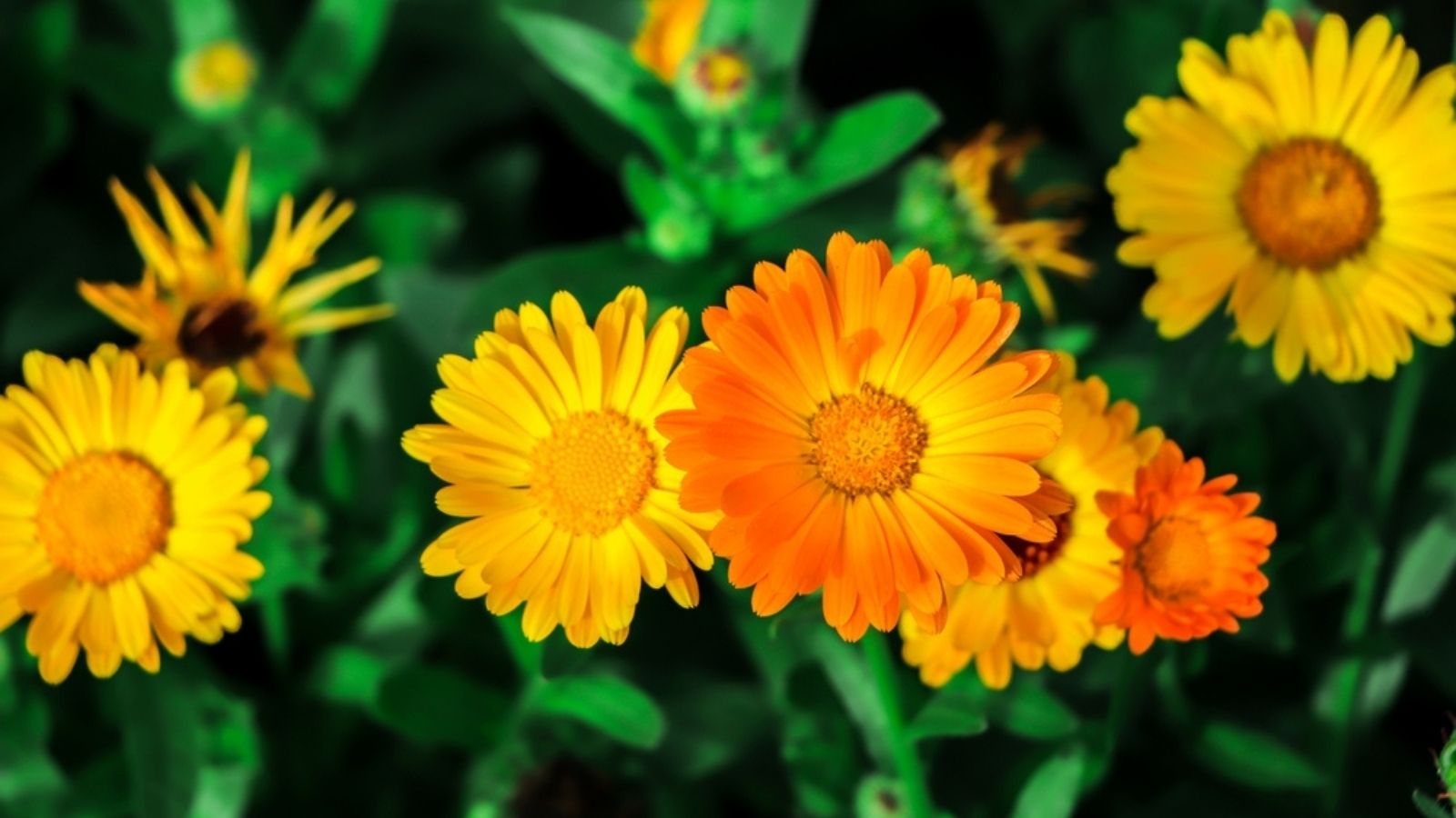 Calendula
