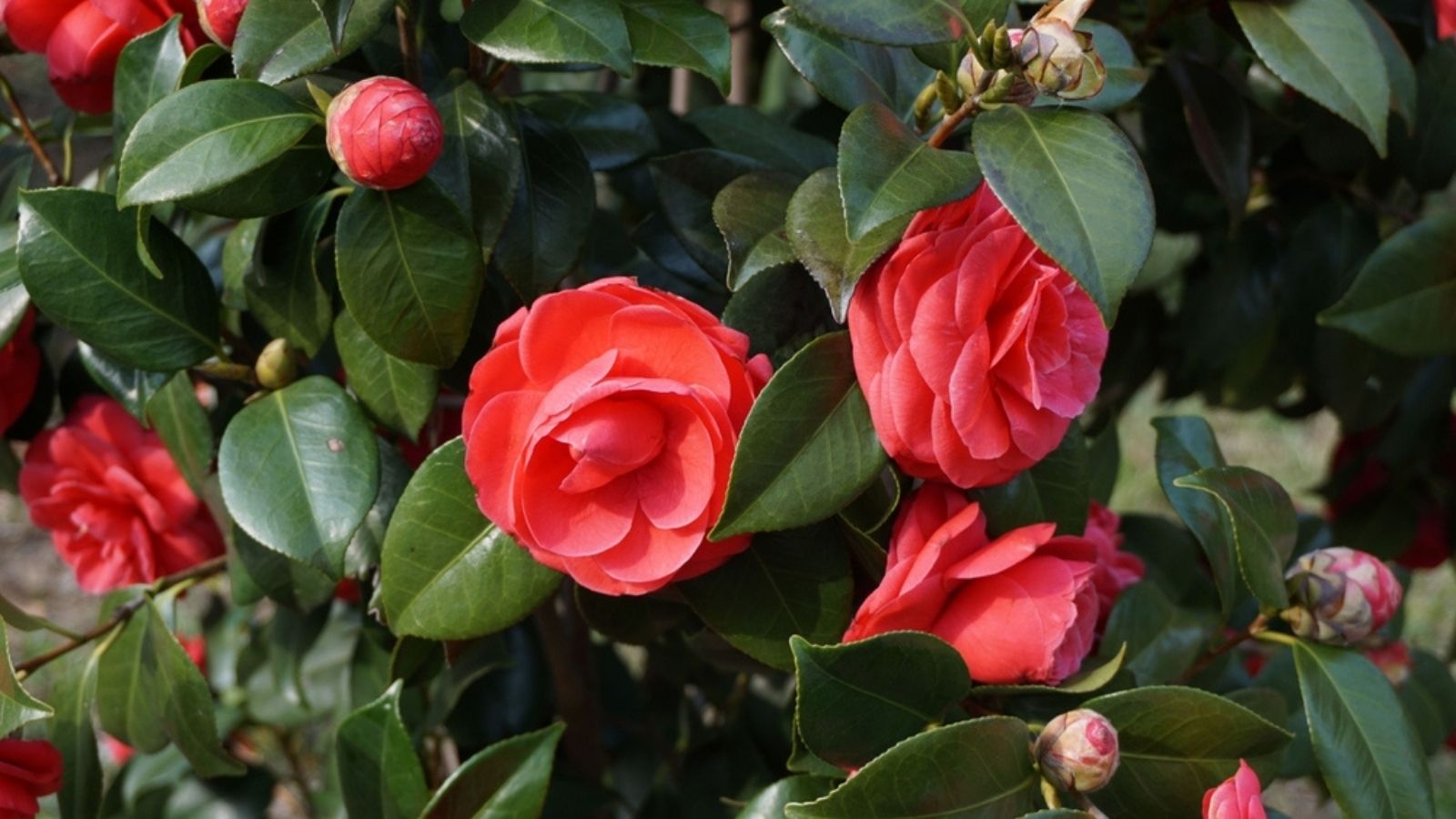 Camellia 
