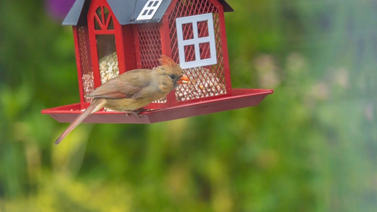 Cardinal bird eating safflower seeds in bird feeder