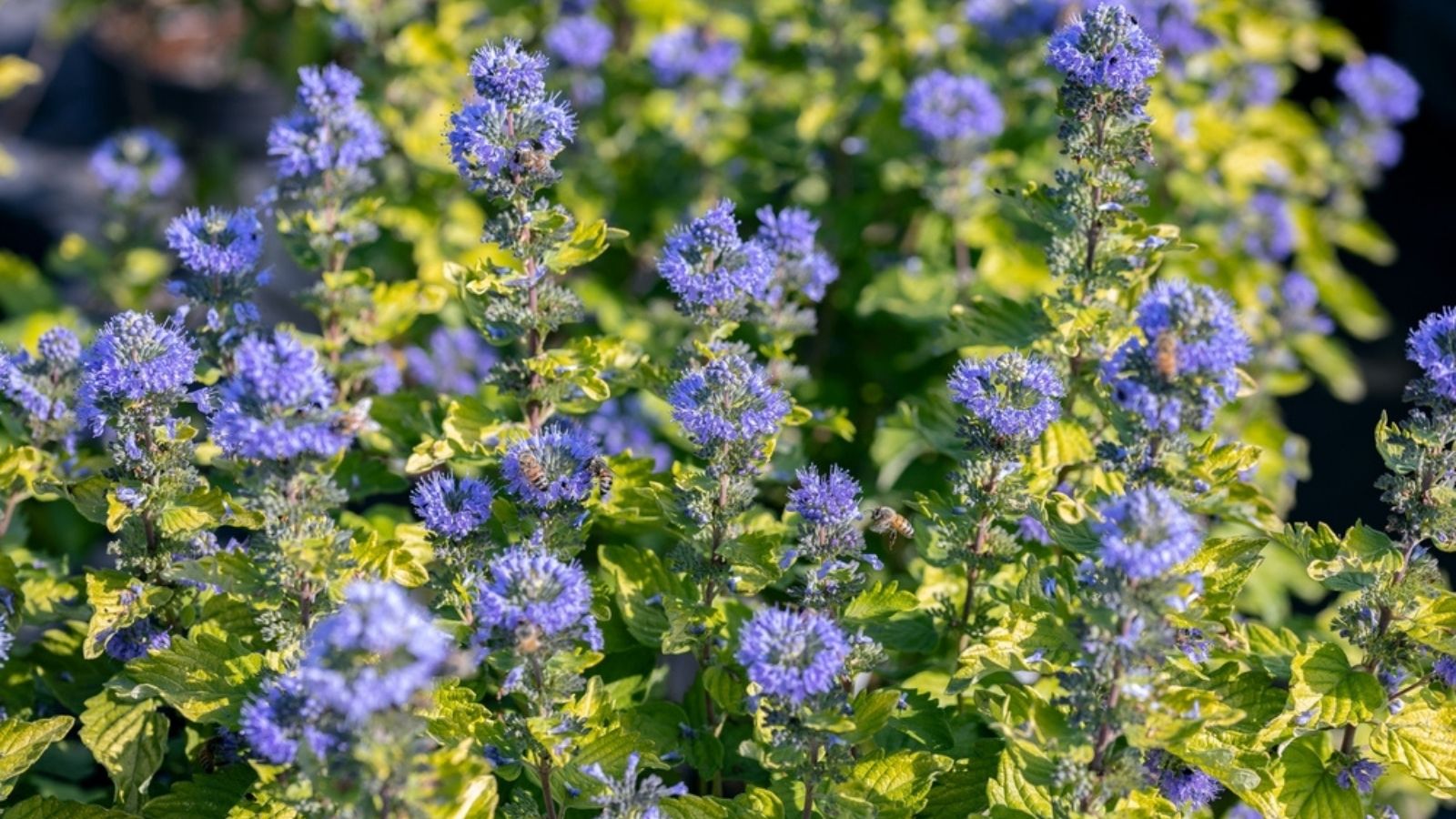 Caryopteris