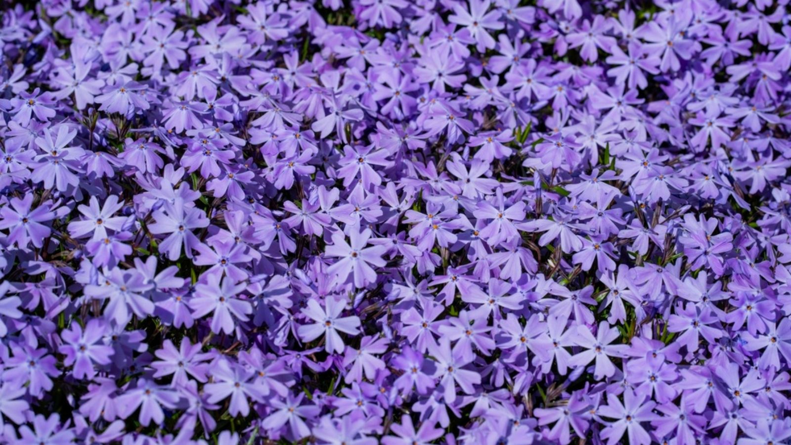 Garden Phlox