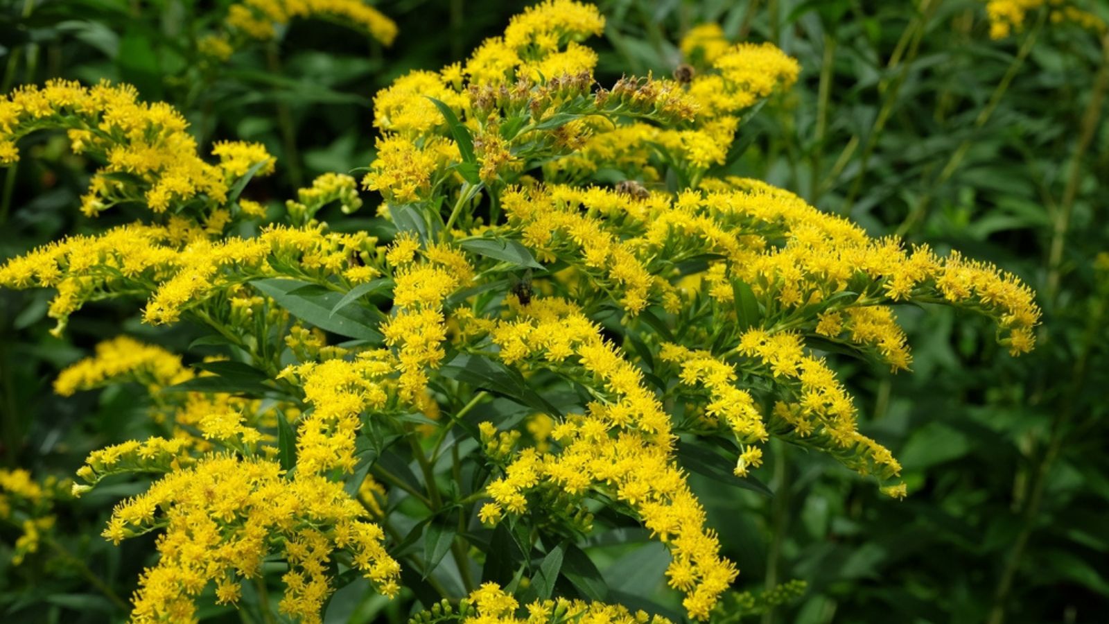 Goldenrod
