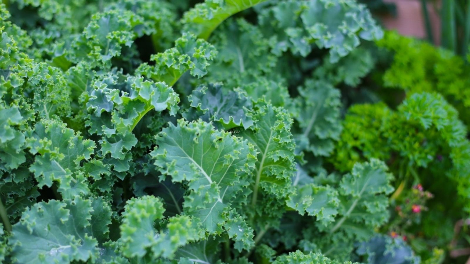 Kale growing