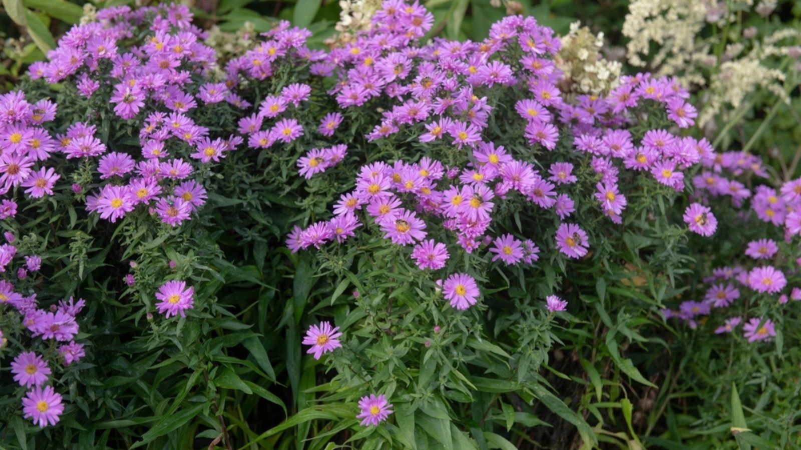 New England Aster