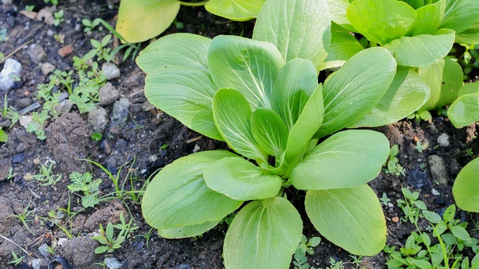 Pak choi growing