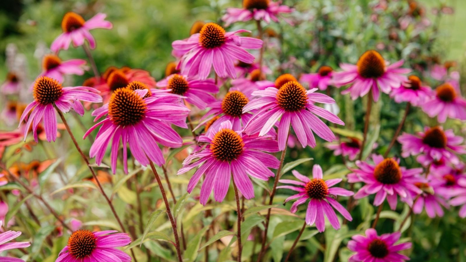 Purple coneflower