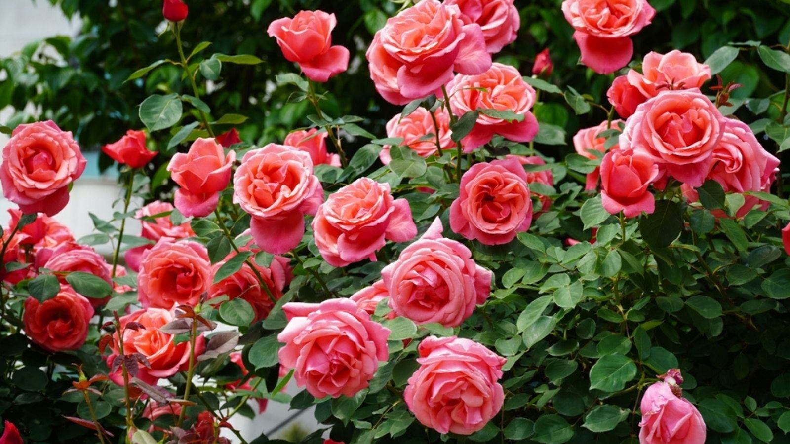 Roses