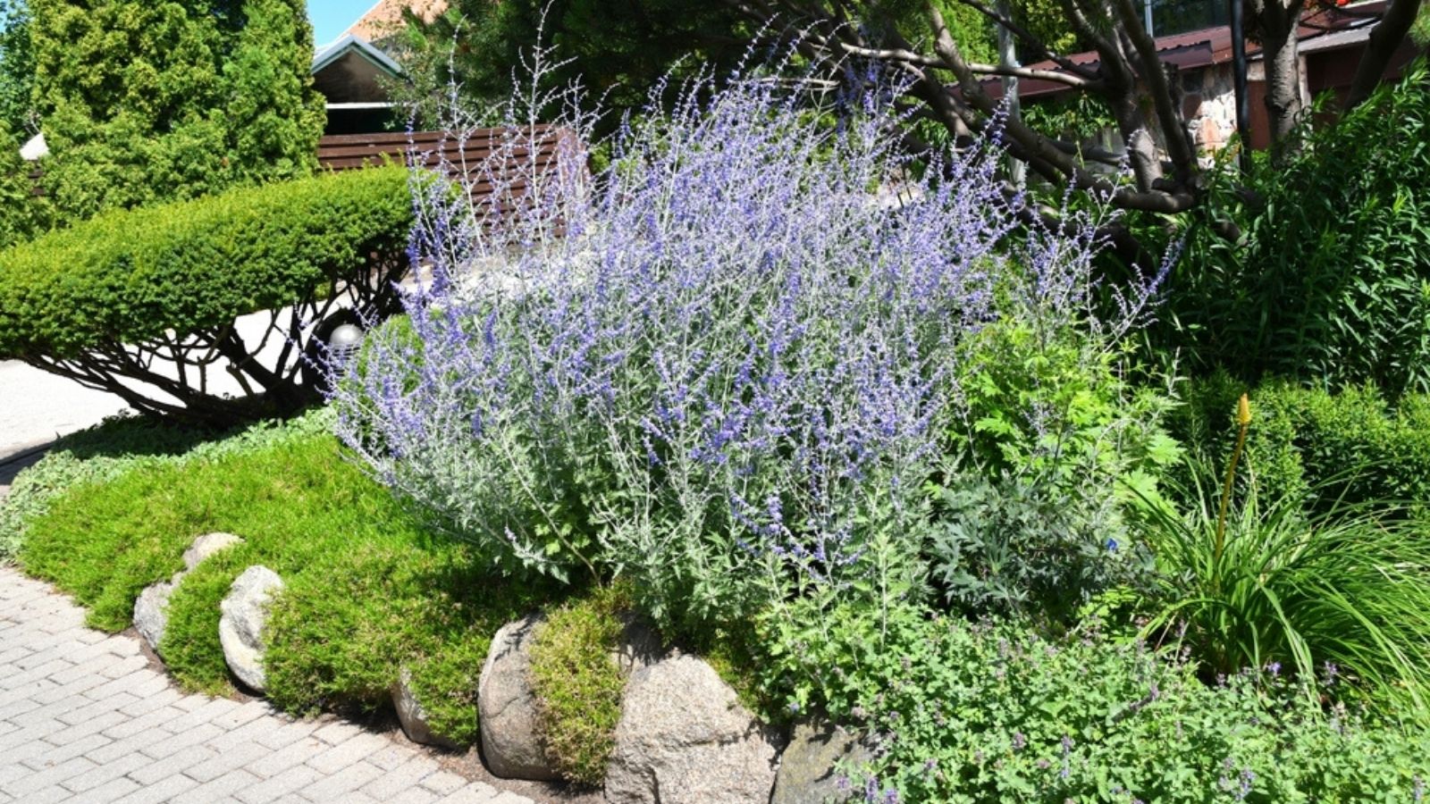 Russian Sage