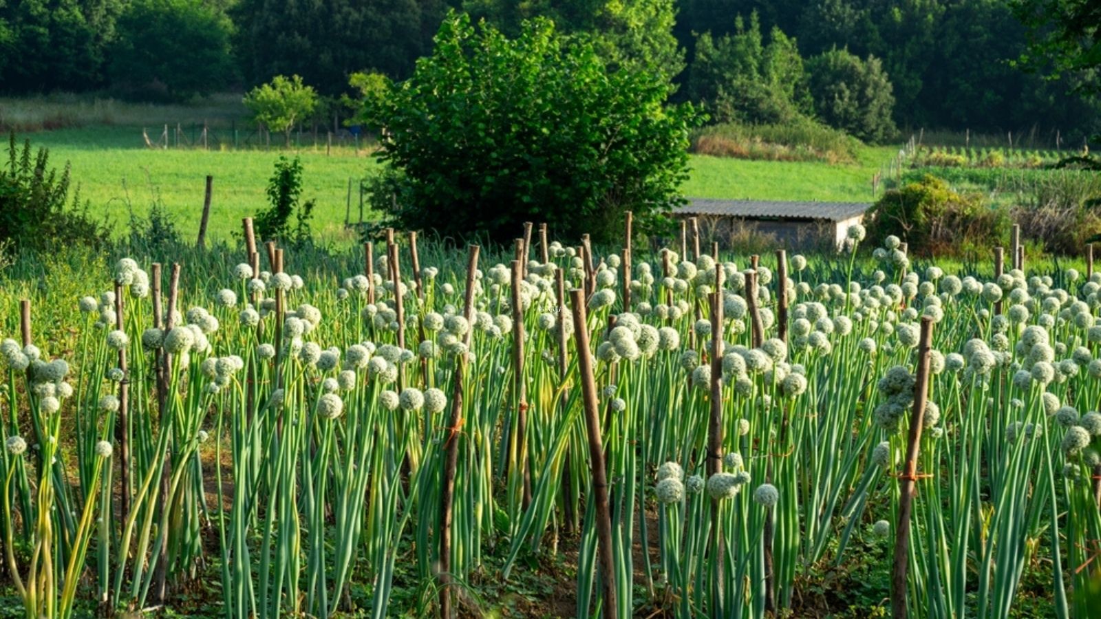 Scallions growing