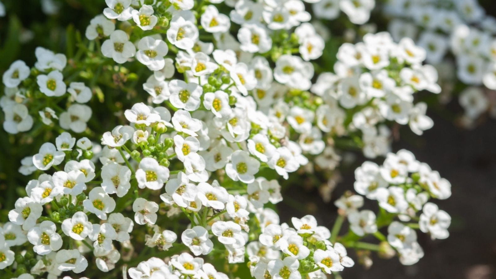 Sweet Alyssum