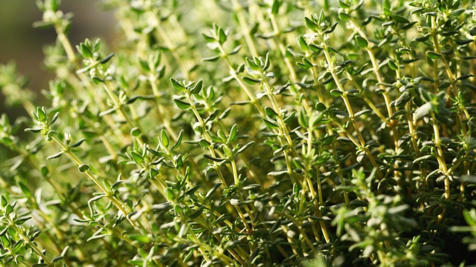 Thyme
