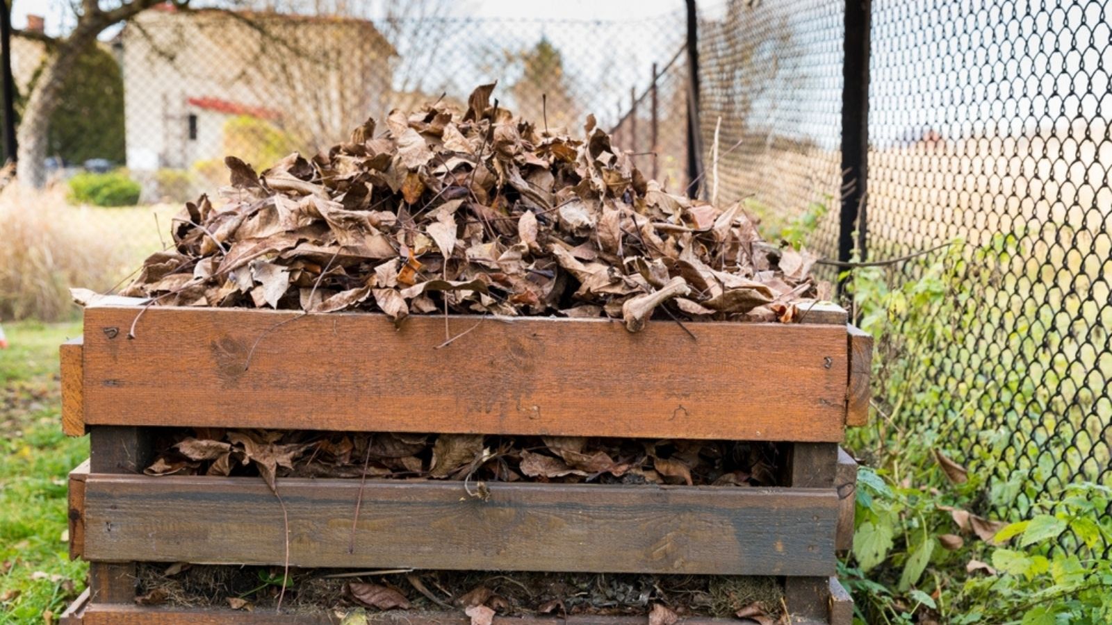 adding autumn leaves to compost heap