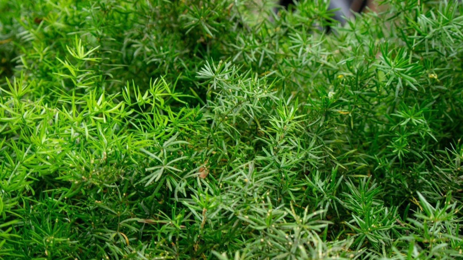 asparagus ferns