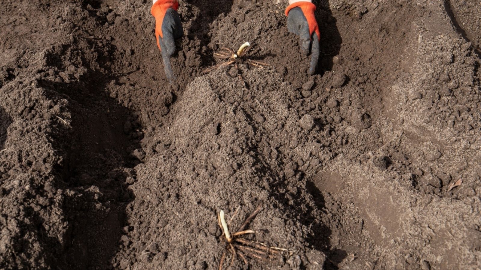 backfill asparagus crowns