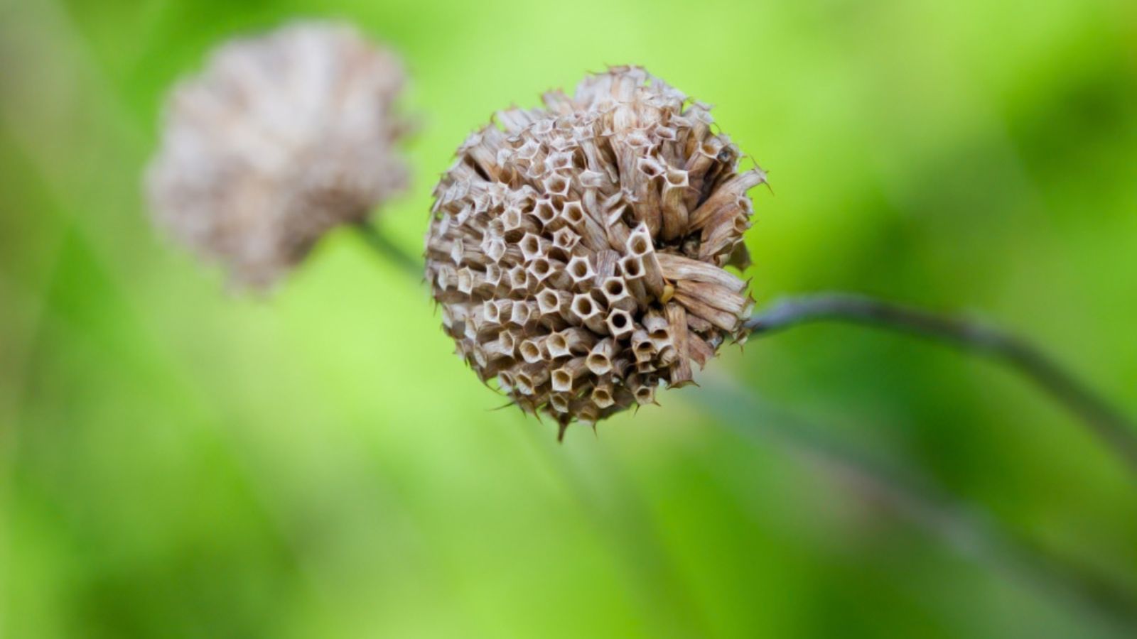 bee balm in winter