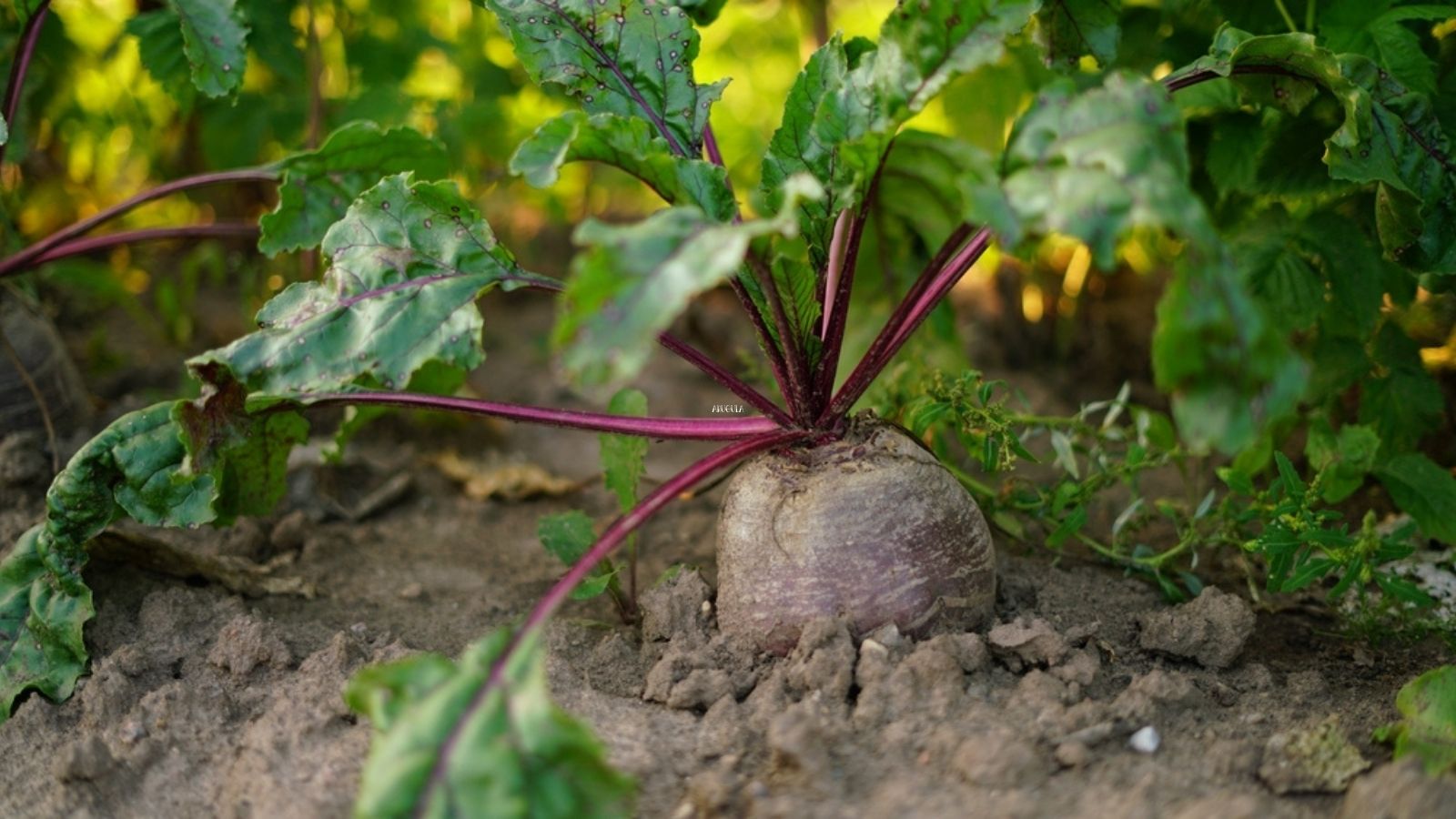 beets growing 