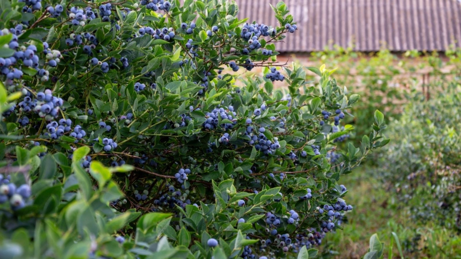 blueberry bush