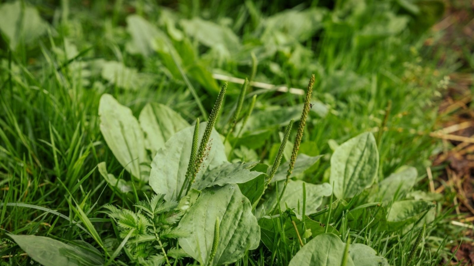 broadleaf plantain