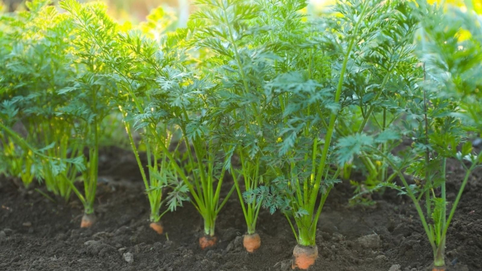 carrots growing 