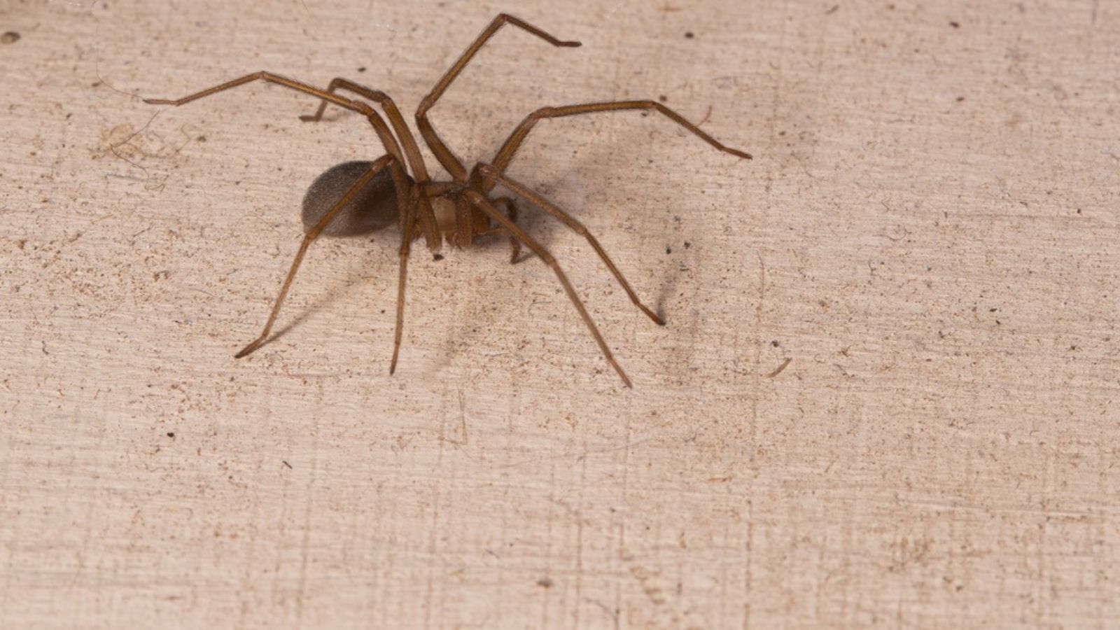 close up of spider