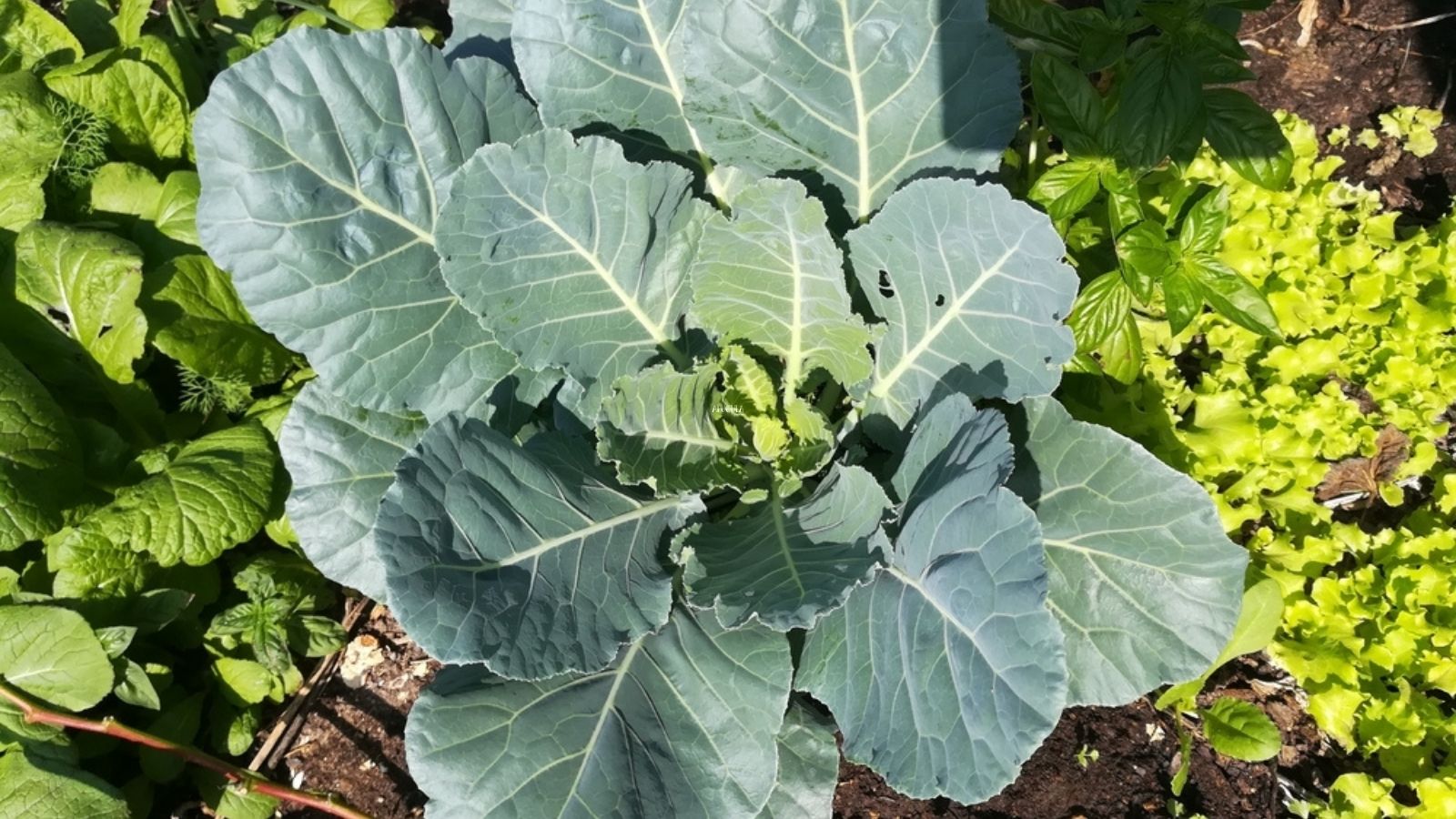 collard greens growing