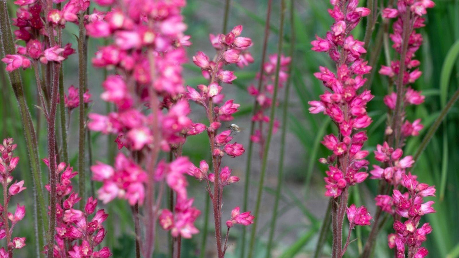 coral bells