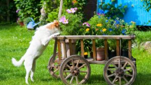 dog sniffing in amonst the flowers