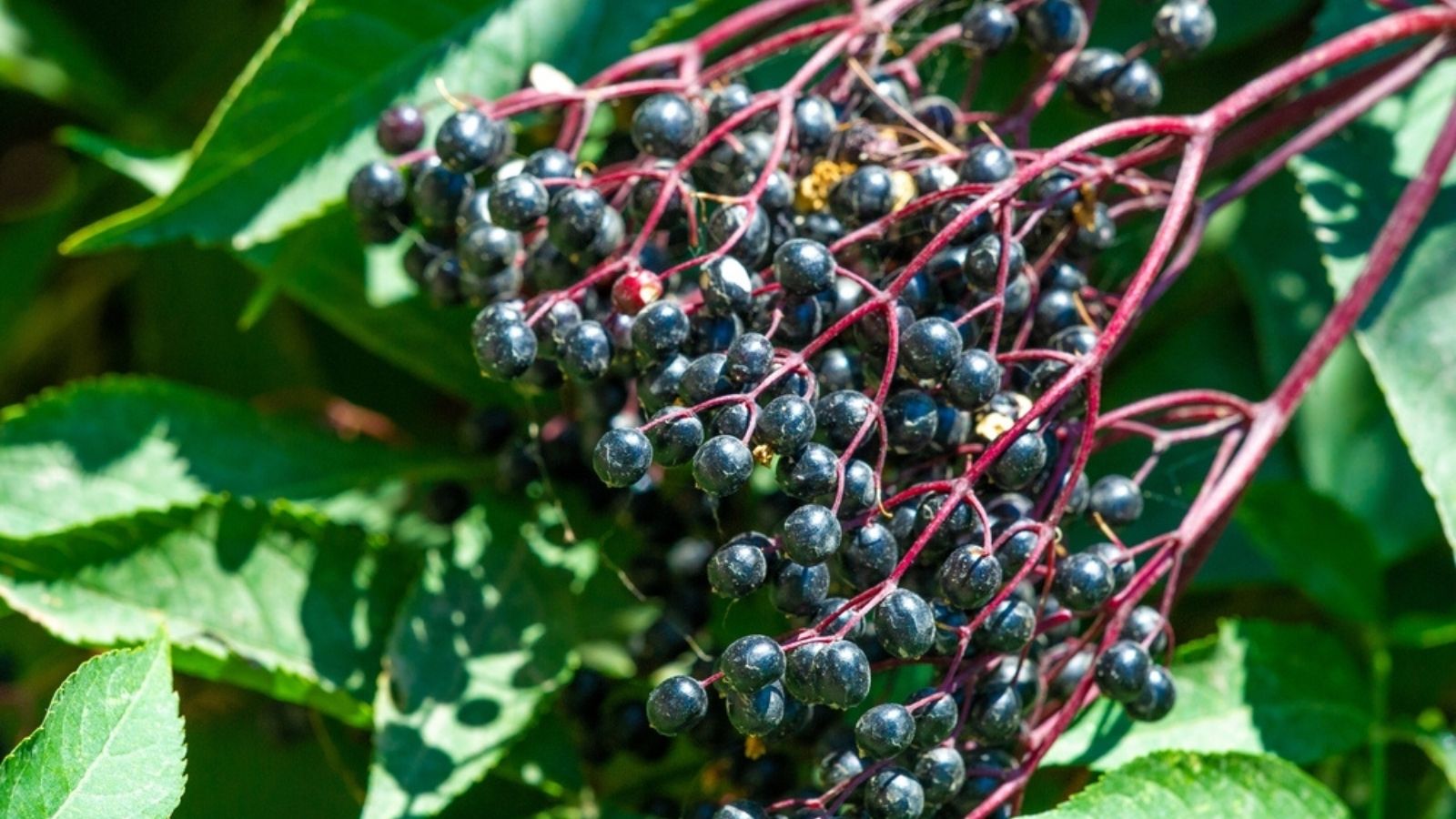 elderberries
