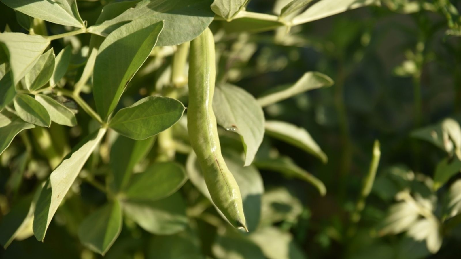 fava beans growing