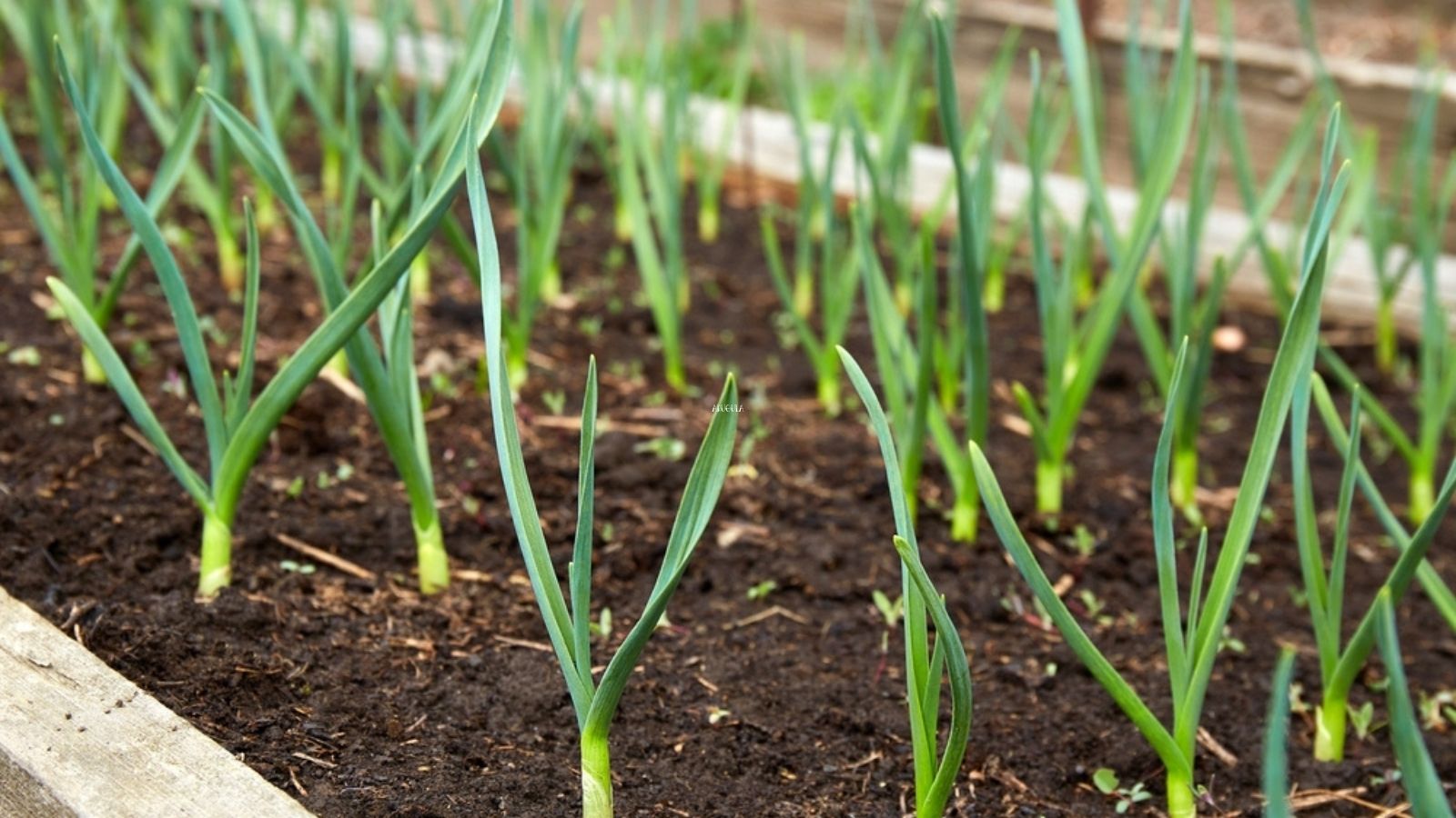 garlic growing