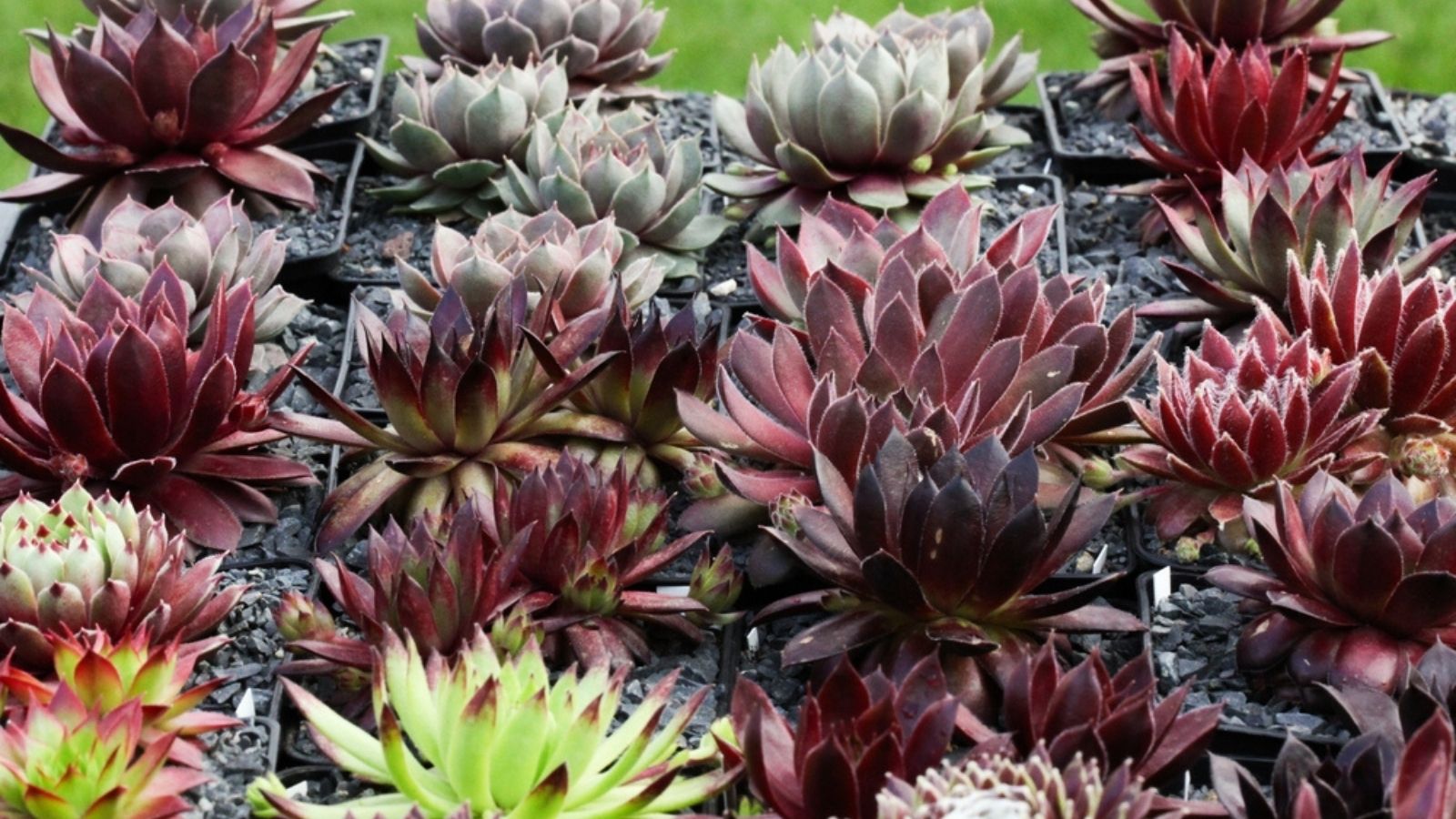 hen and chicks