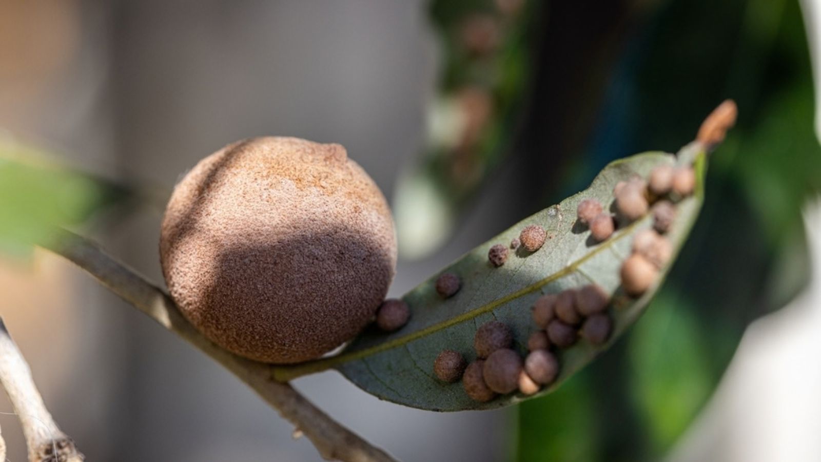 how to make oak galls ink